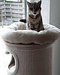 Будиночок у формі бочки для котів Eco Premium XXL з лежанками та кігтеточкою, фото 8