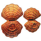 Декоративні мушлі, фото 2