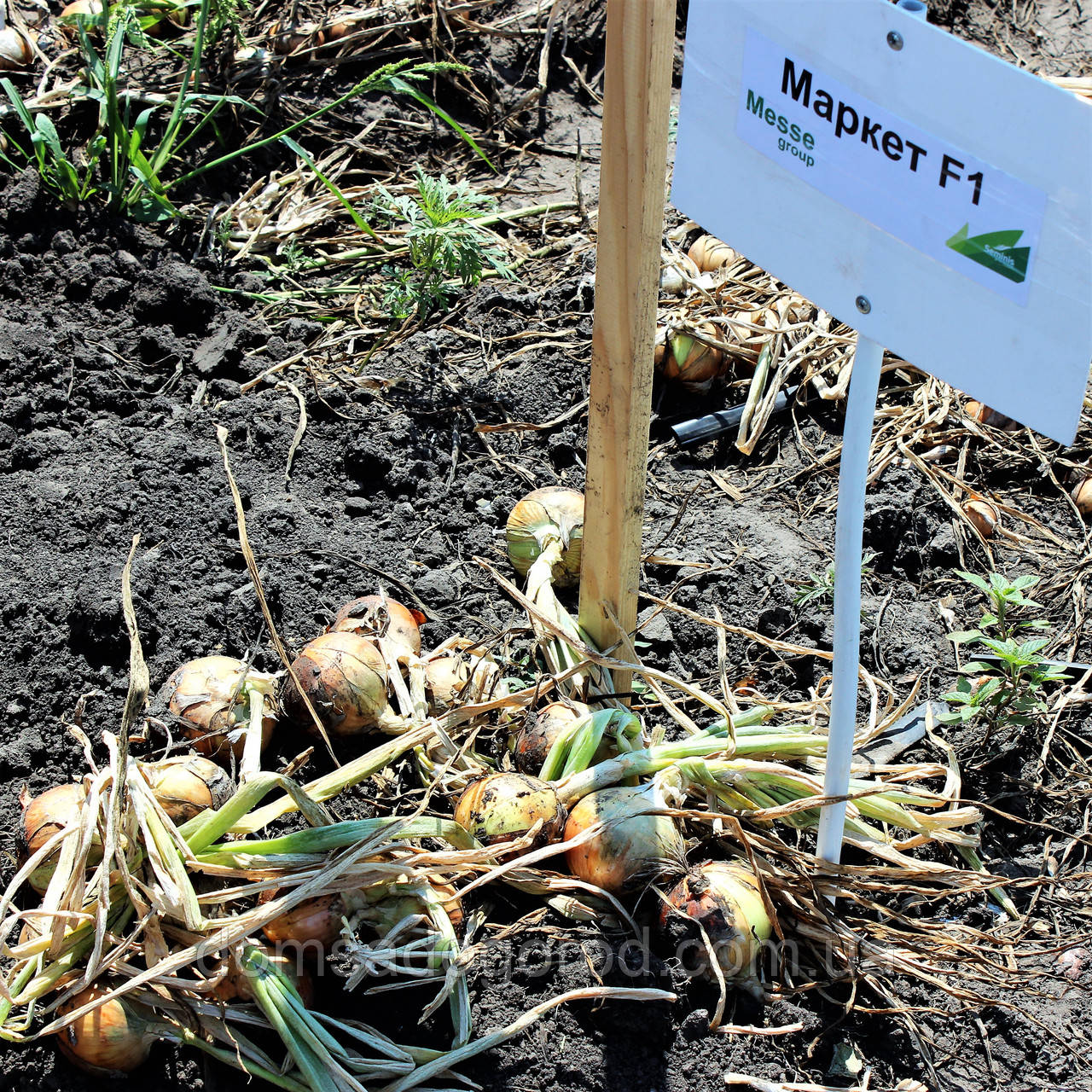 Лук МАРКЕТ F1 <unk> MARKET 250 000 Seminis
