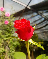 Роза флорибунда "Нина Вейбул" Rosa "Nina Weibull" C10L h1,2м
