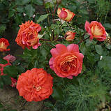 Троянда флорибунда Брати Грімм (Gebruder Grimm), фото 2