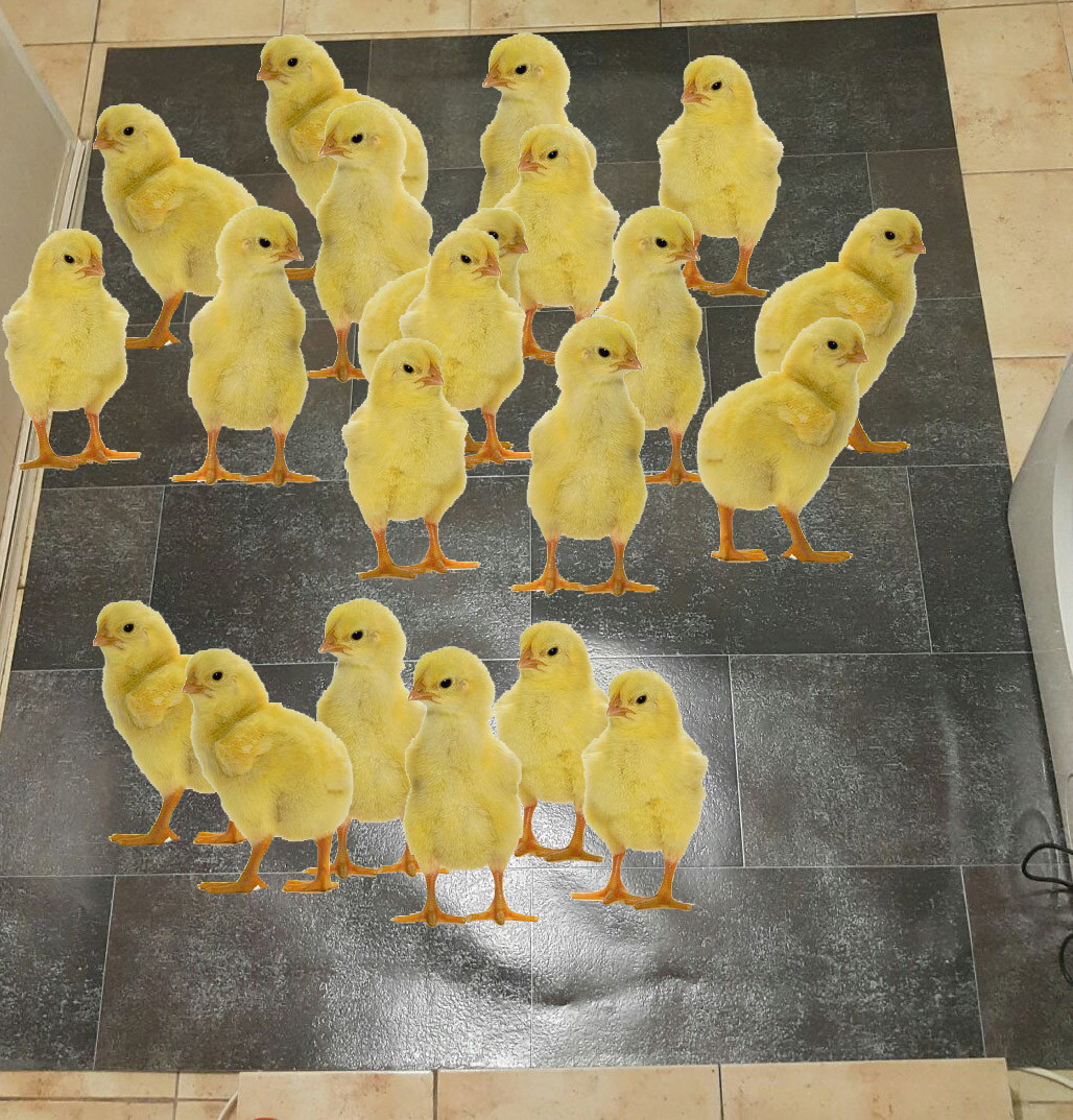 Килимок із лінолеуму для обігрівання курчат 50х70 см, двосторонній із регулятором, фото 1