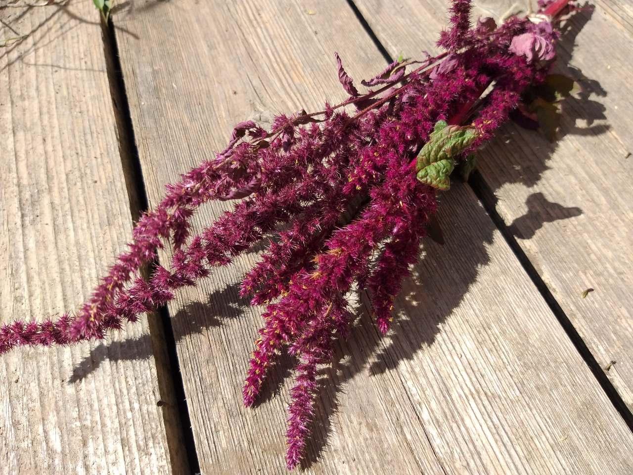 Амарант - натуральний сухоцвіт Amaranthus, h-45 см 4 гілки