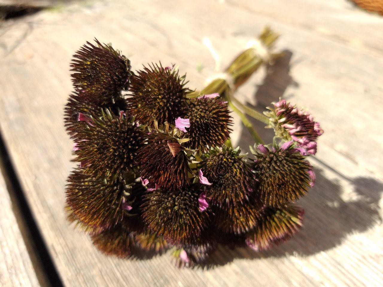 Сухоцвіт ехінацеї Echinacea, маленькі кульки, 20 шт\пучок