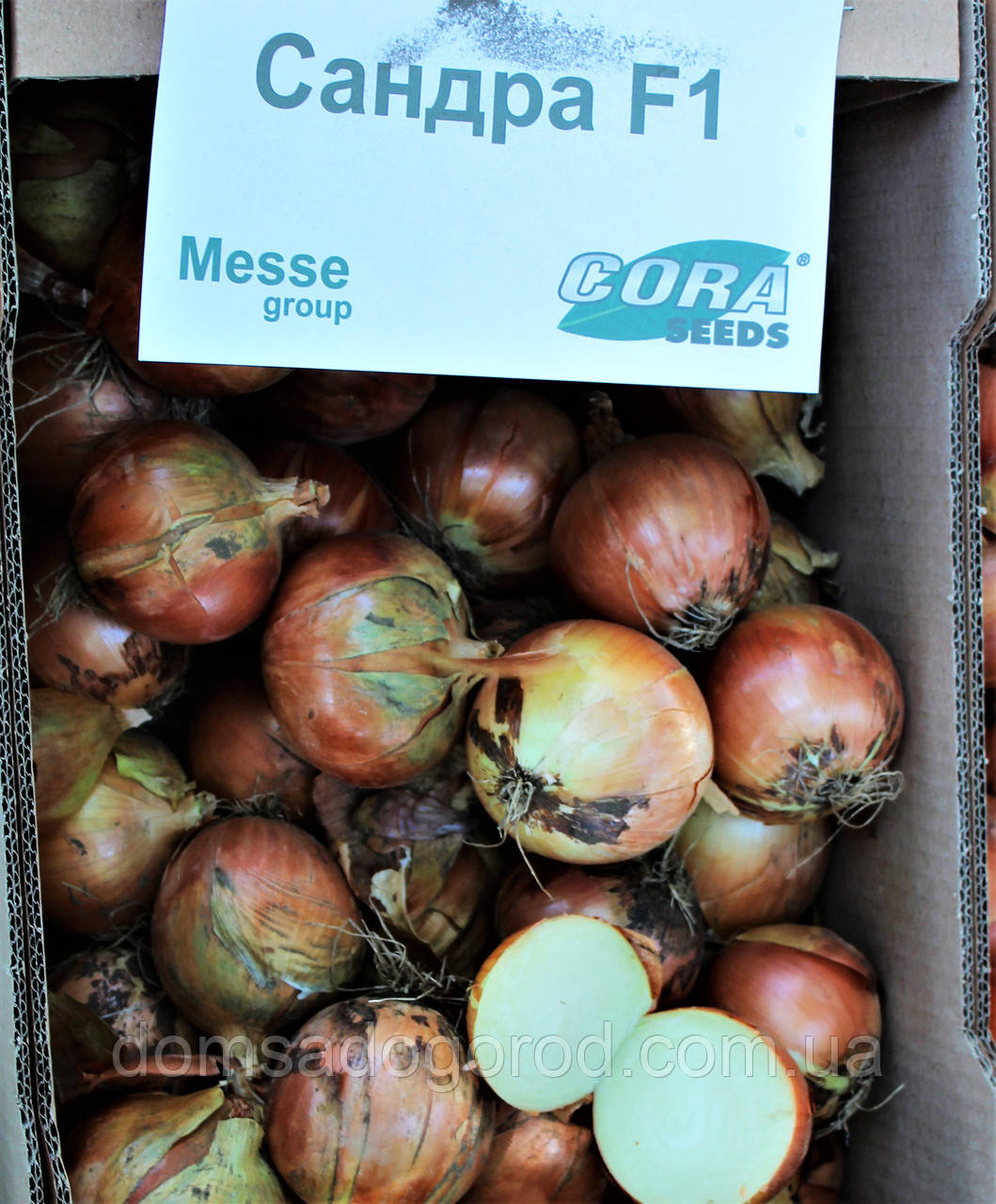 Лук САНДРА F1 | SANDRA 250 000 Cora seeds