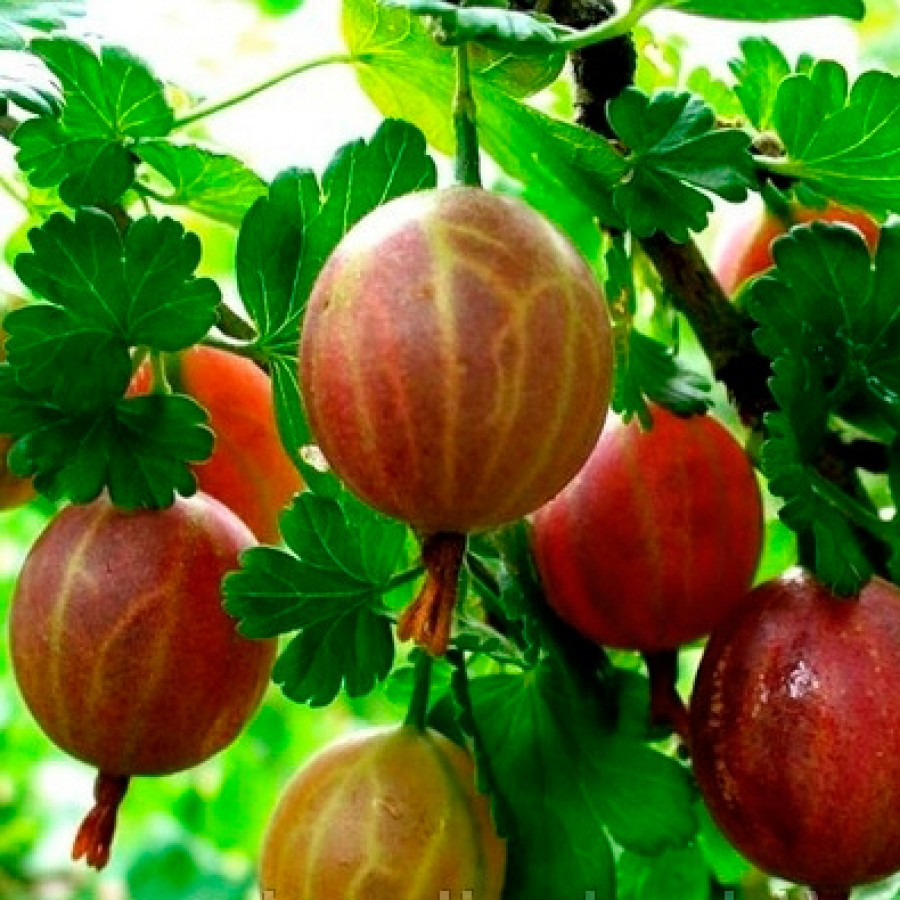 Саджанці Агрусу Безколючковий - середньо-пізній, високоврожайний, фото 1
