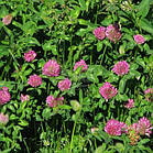 Насіння трави Клевер Червоний