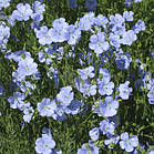 Насіння трави Льон