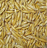 Насіння Овес, фото 2