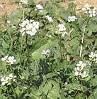 Насіння Оливне редьку