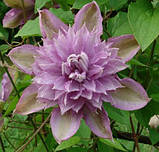 Клематис Proteus 2 рік махровий, фото 4