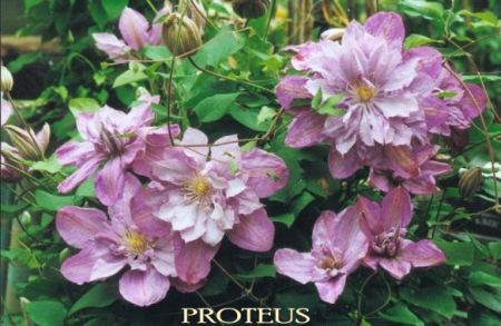 Клематис Proteus 2 рік махровий, фото 1