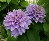 Клематис Proteus 2 рік махровий, фото 3