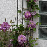 Клематис Proteus 2 рік махровий, фото 5