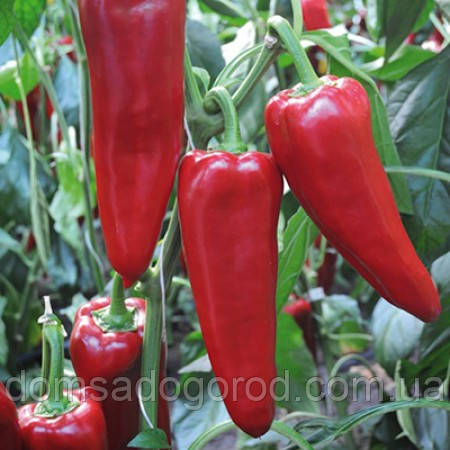 Перець ПОРТЕКА F1 |  PORTECA Rijk Zwaan 1000 шт.