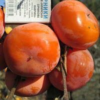 Хурма Дар Софіївки