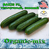 Огірок для зимових теплиць БАЗИС F1 / BAZIS F1, 100 насінby, Spark Seeds (США), фото 2