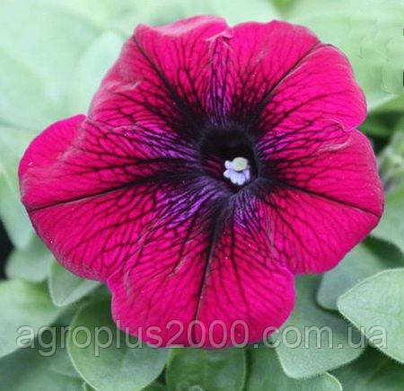 Насіння Петунія багатобарвне Міраж F1 Вельвет 1000 насіння Pan American