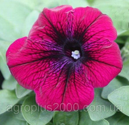 Насіння Петунія багатобарвне Міраж F1 Вельвет 1000 насіння Pan American, фото 1