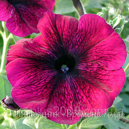 Насіння Петунія багатобарвне Міраж F1 Вельвет 1000 насіння Pan American, фото 2