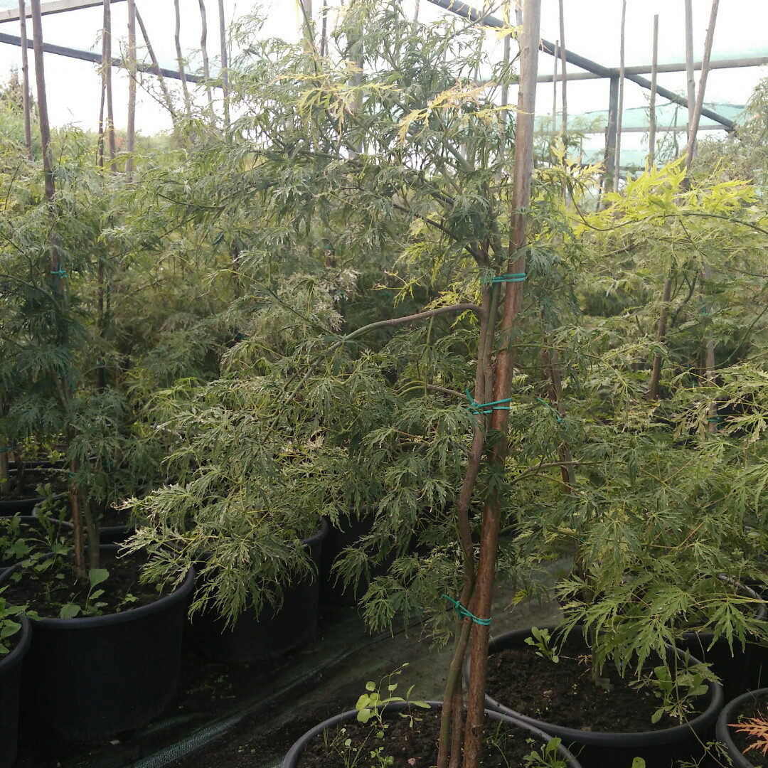 Клен японський, Acer palmatum 'Dissectum', 100 см