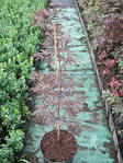 Клен японський, Acer palmatum 'Dissectum', 100 см, фото 5