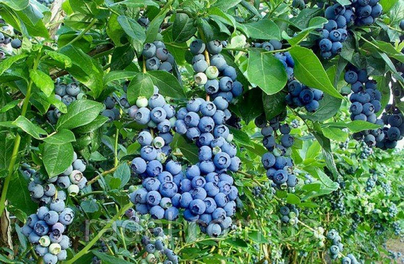 Лохина Патриот Р9 (Vaccinium corymbosum Patriot )