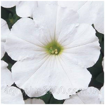 Насіння Петунія багатоквіткова Міраж F1 Біла 1000 насінин Pan American, фото 1