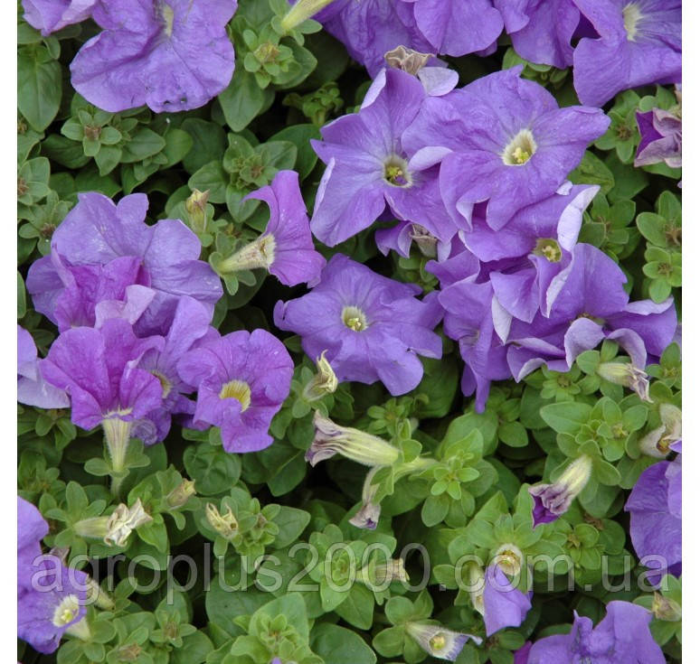 Насіння Петунія багатоквіткова Міраж F1 Блакитна 1000 насінин Pan American