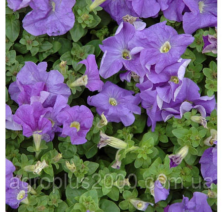 Насіння Петунія багатоквіткова Міраж F1 Блакитна 1000 насінин Pan American, фото 1