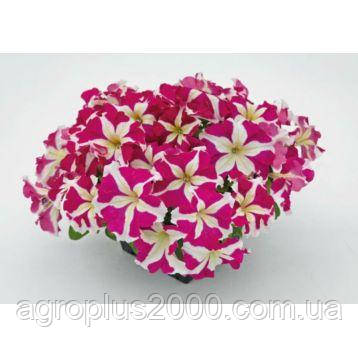Насіння Петунія багатоквіткова Міраж F1 Бургудська Зірка 1000 насінин Pan American, фото 1