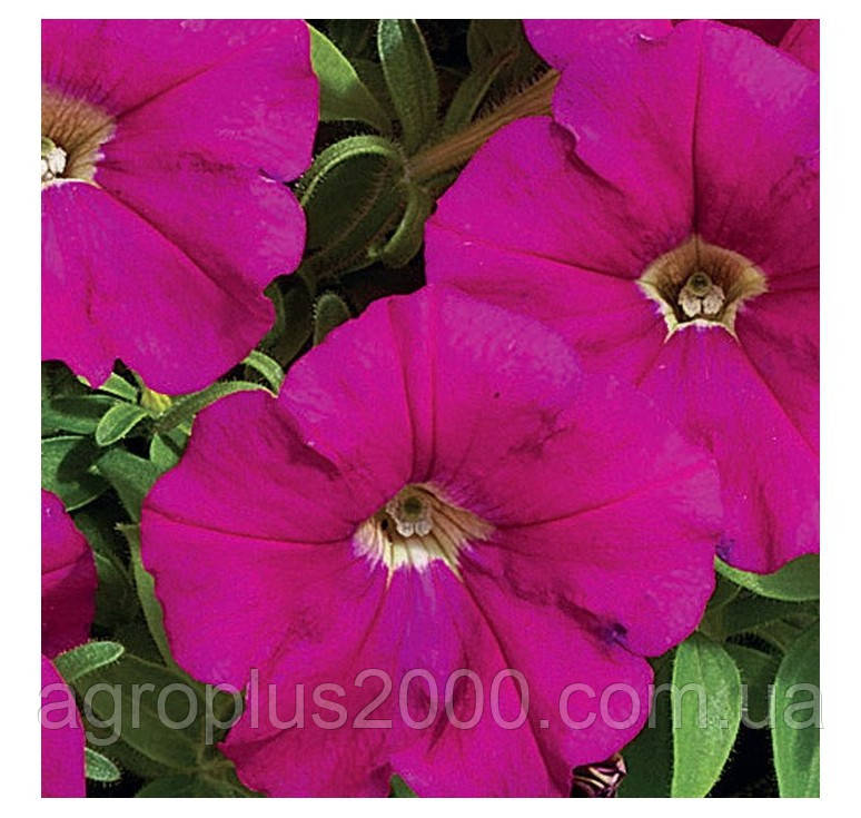 Насіння Петунія багатоквіткова Міраж F1 Кармінова 1000 насінин Pan American
