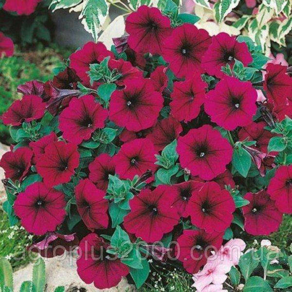 Насіння Петунія багатоквіткова Міраж F1 Пурпурна 1000 насінин Pan American