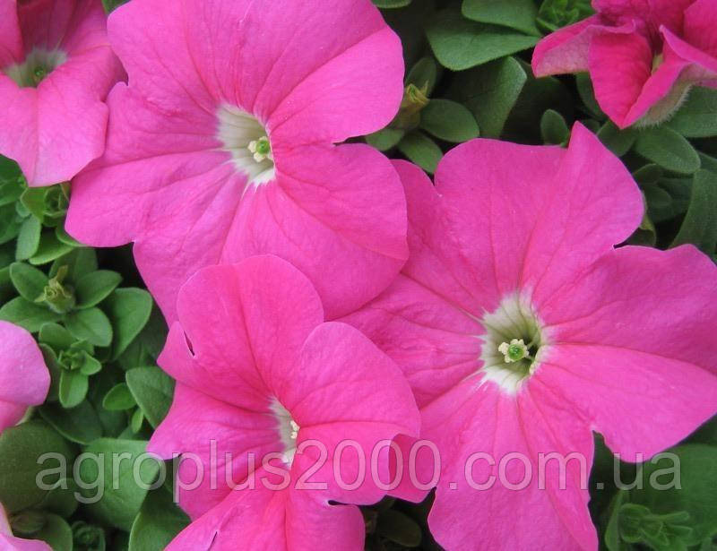 Насіння Петунія багатоквіткова Міраж F1 Рожева 1000 насінин Pan American