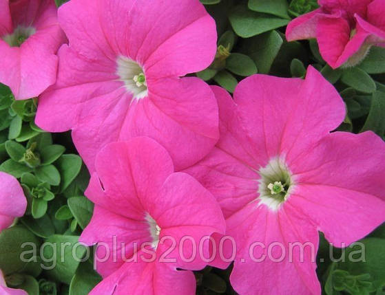Насіння Петунія багатоквіткова Міраж F1 Рожева 1000 насінин Pan American, фото 1