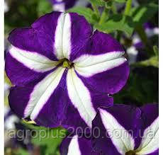 Насіння Петунія багатоквіткова Міраж F1 Синя Зірка 1000 насінин Pan American