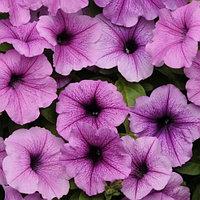 Насіння Петунія багатоквіткова Міраж F1 Сливова 1000 насінин Pan American