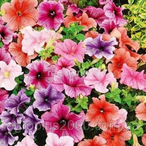 Насіння Петунія багатоквіткова Міраж F1 Суміш 1000 насінин Pan American, фото 1