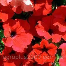 Насіння Петунія багатоквіткова Міраж F1 Червона 1000 насінин Pan American
