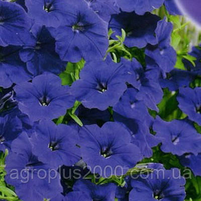 Насіння Петунія багатоквіткова Міраж F1 Синя 1000 насінин Pan American, фото 1