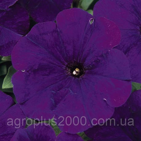 Насіння Петунія багатоквіткова Міраж F1 Темно Синя 1000 насінин Pan American