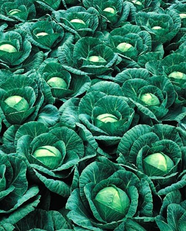 Семена капусты Ринда F1 (Rinda F1) 2500 семян Seminis (Голландия ...