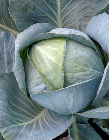 Насіння капусти Колія F1 (Kolia F1) 2500 насінин Seminis (Голландія), фото 1