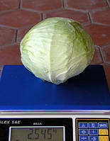 Насіння капусти Фундакси F1 (Fundaxy F1) 2500 насінин Seminis (Голландія)