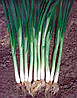 Семена лука на перо Грин Баннер (Green Banner) 100 000 семян Seminis (Голландия)