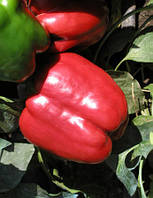 Насіння перцю Червоний Лицар X3R F1 (Red Knight X3R F1) 500 насінин Seminis (Голландія)