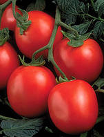 Насіння томату Перфектпил F1 (Perfectpeel F1) 1000 насінин Seminis (Голландія)
