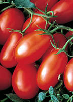 Насіння томату Хайпіл 108 F1 (Hypeel 108 F1) 1000 насінин Seminis (Голландія)