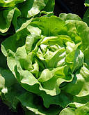 Насіння салату