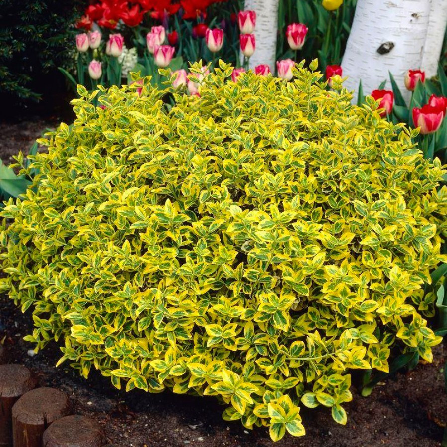 Саджанці бересклет Форчуна Емеральд Голд (Euonymus fortunei Emerald 'n' Gold)